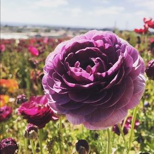 Meet your Posher, Chloe